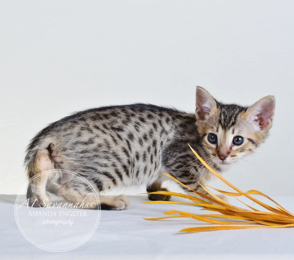 A1Savannahs Taber F4 Male Savannah Kitten - Savannah Cats and Kittens For Sale 