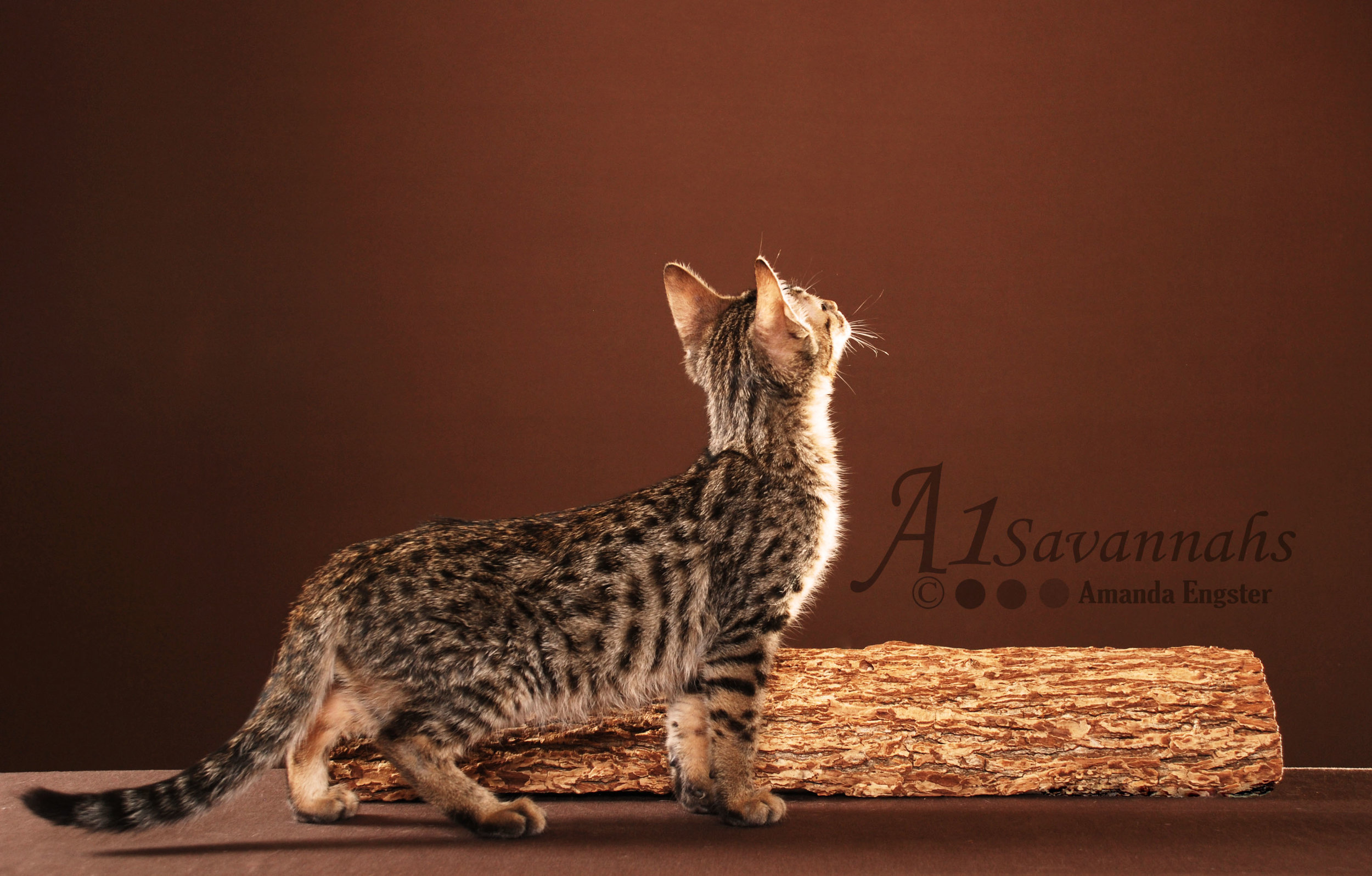 A1 Savannahs F5 Leroux