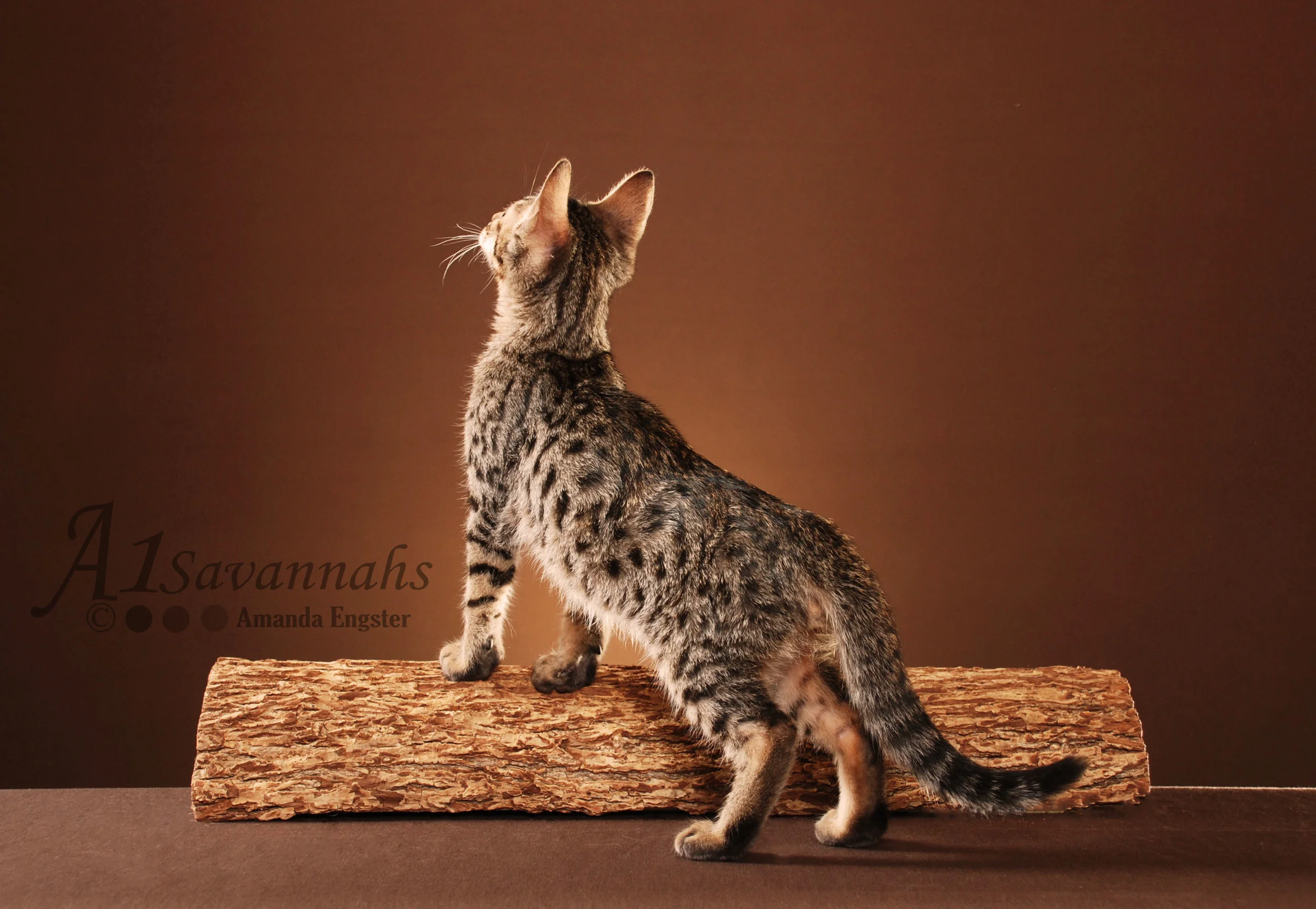 A1 Savannahs F5 Leroux
