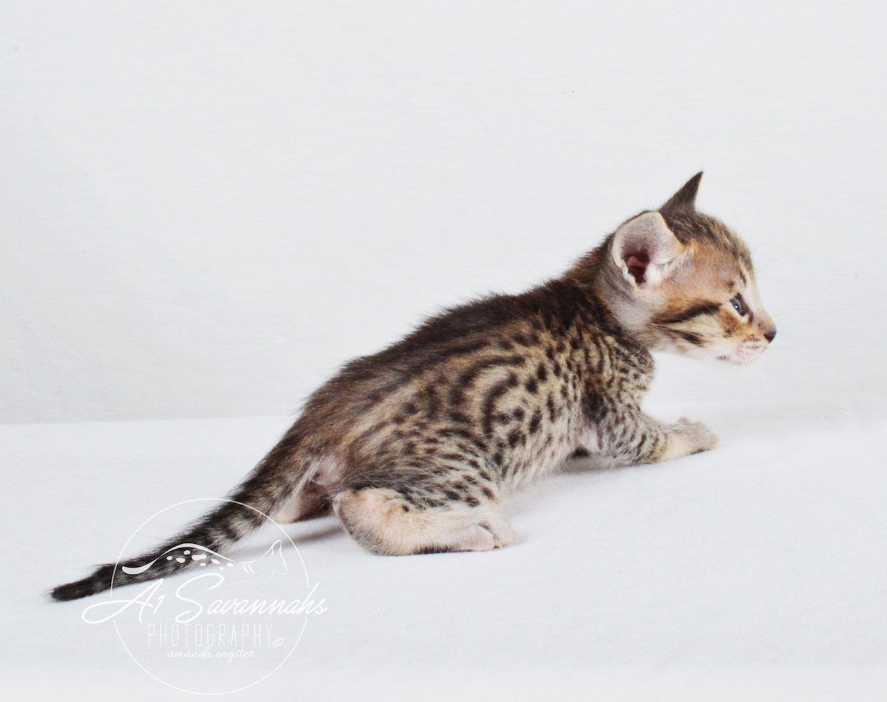 A1 Savannahs SBT Male Syrus