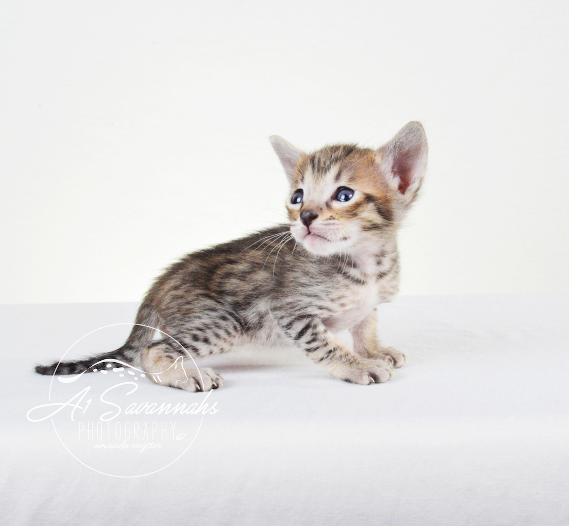A1 Savannahs SBT Male Syrus