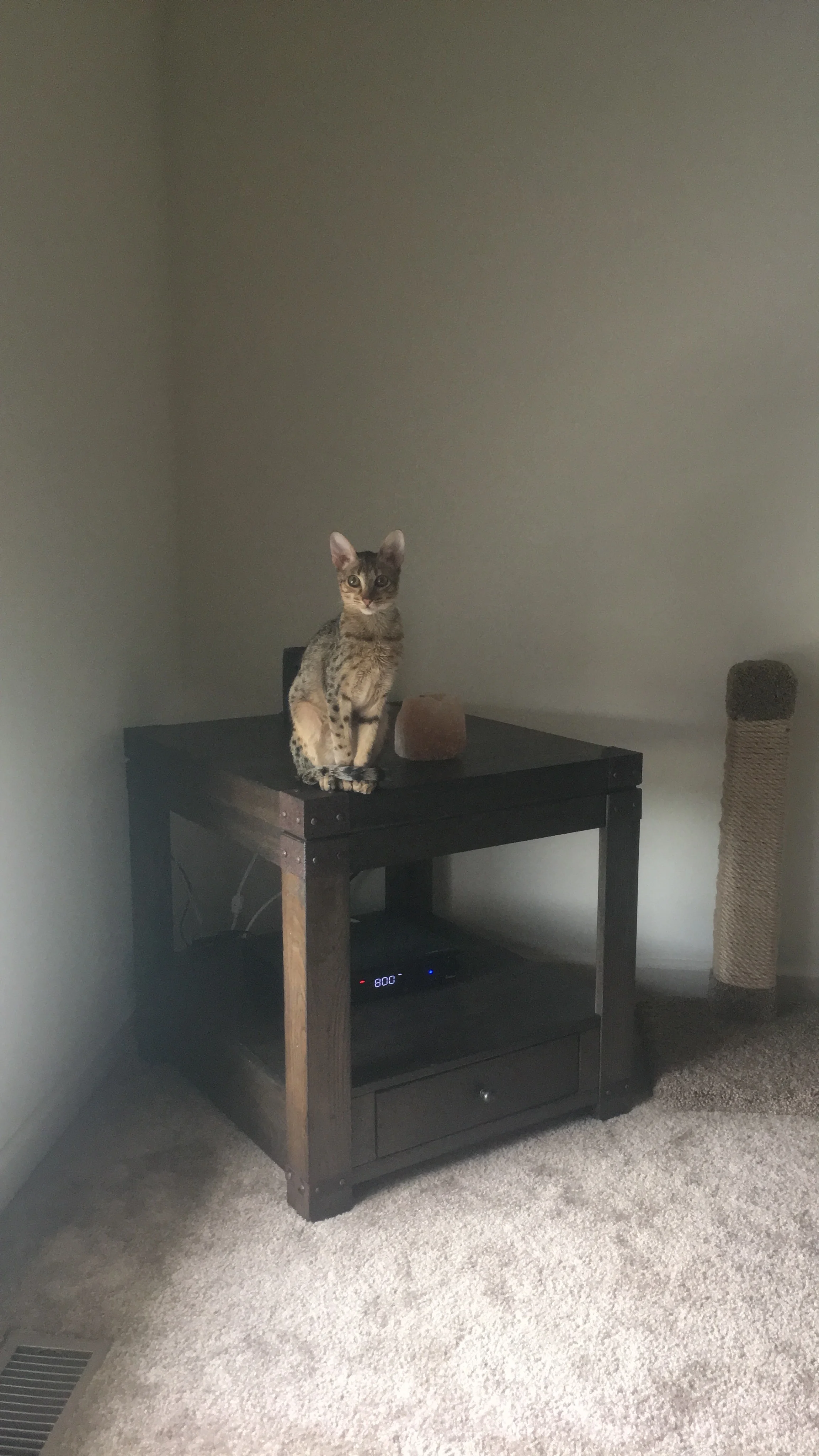 A1 Savannahs Chip (Theo) SBT Male Savannah Kitten