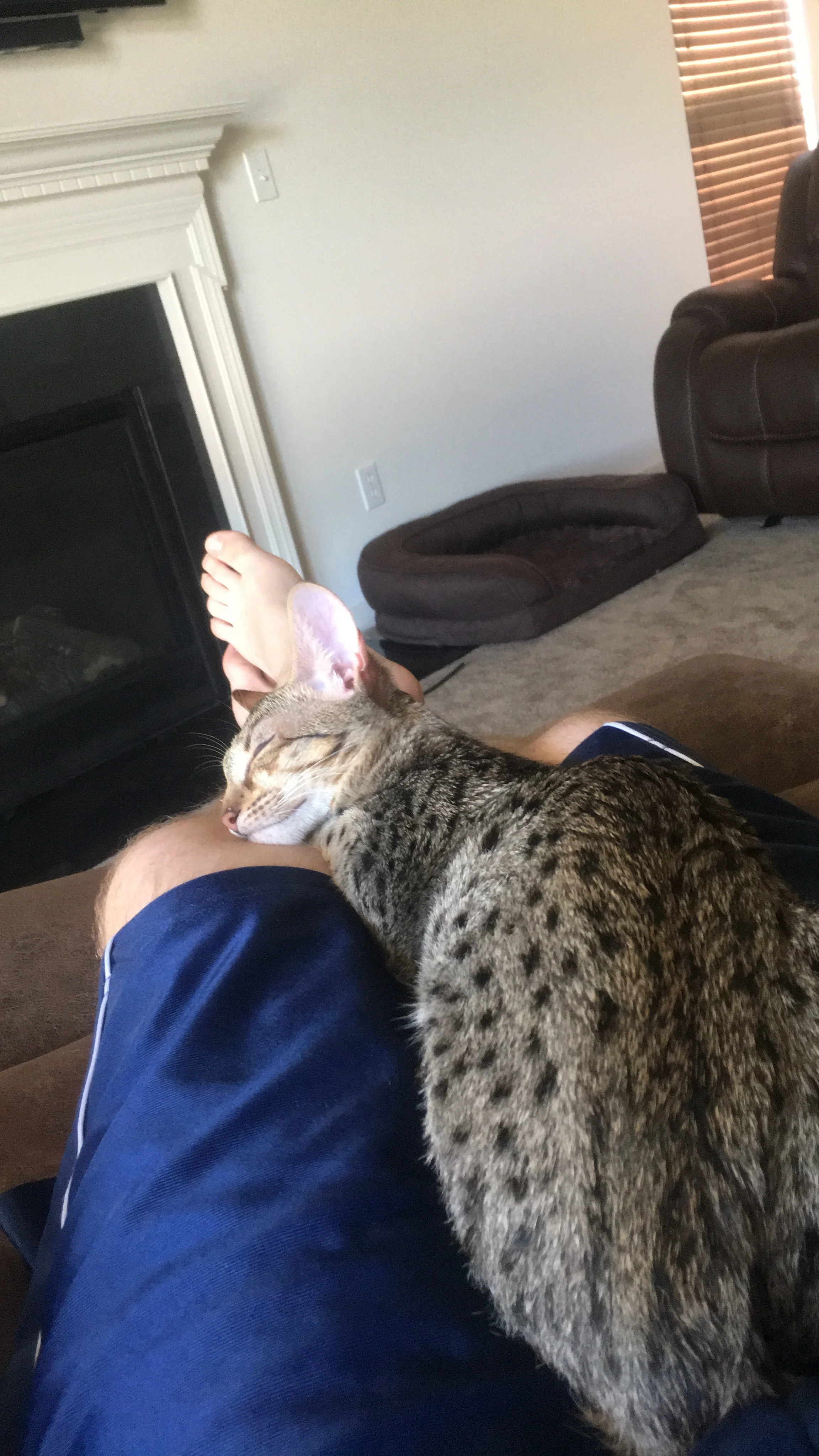 A1 Savannahs Chip (Theo) SBT Male Savannah Kitten