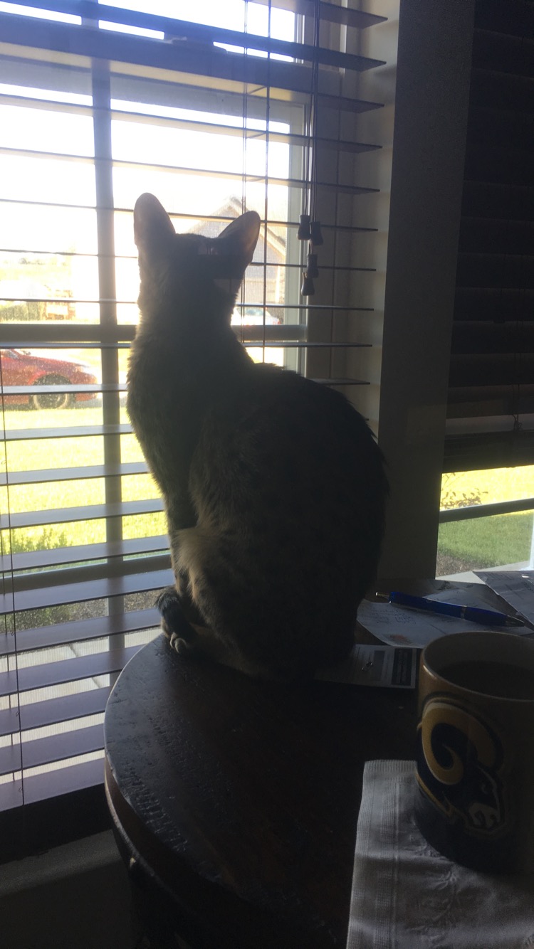 A1 Savannahs Chip (Theo) SBT Male Savannah Kitten