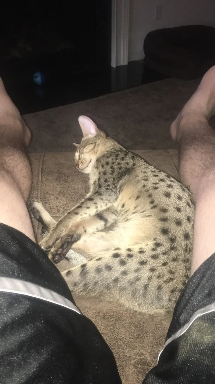 A1 Savannahs Chip (Theo) SBT Male Savannah Kitten