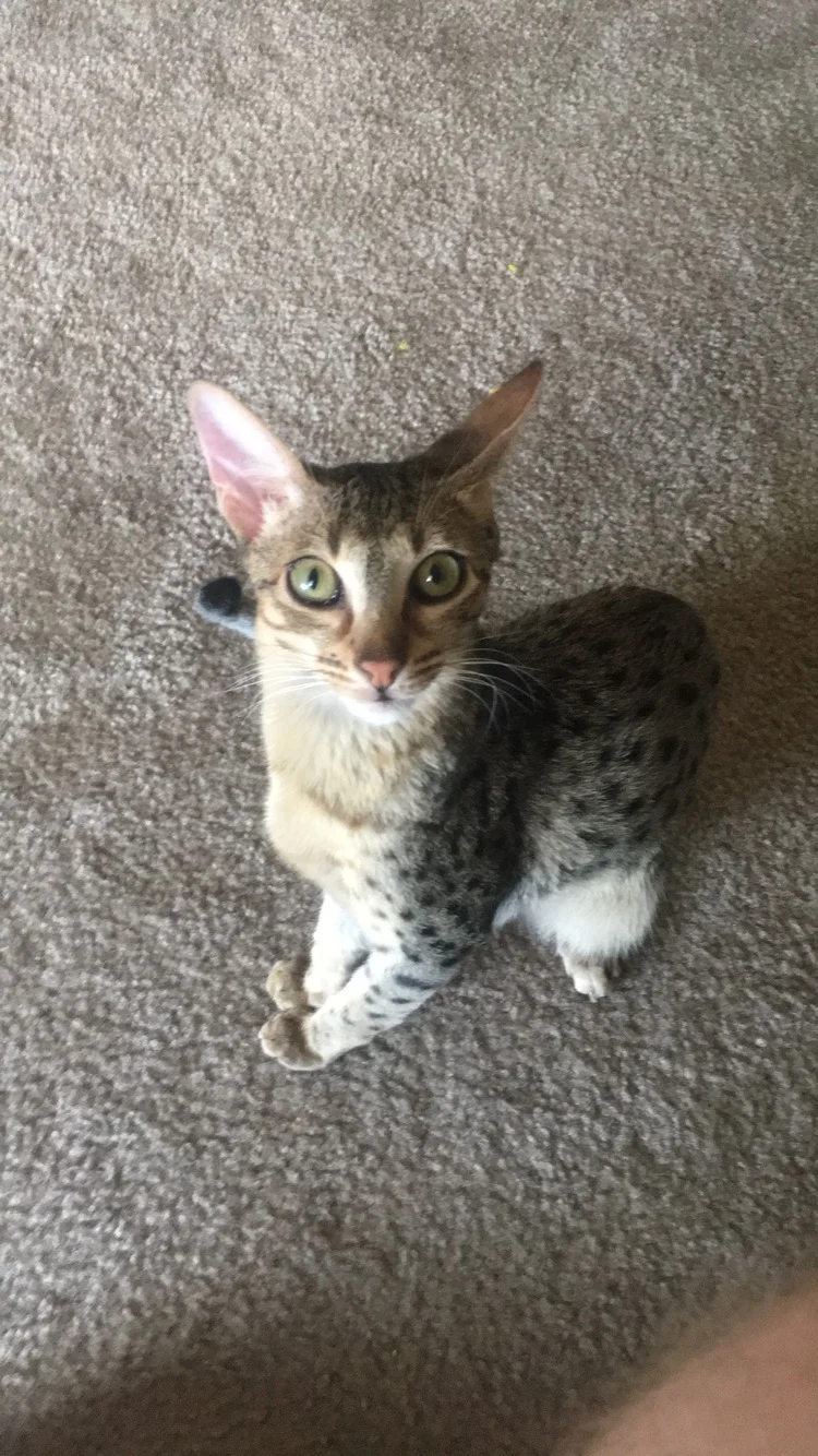 A1 Savannahs Chip (Theo) SBT Male Savannah Kitten