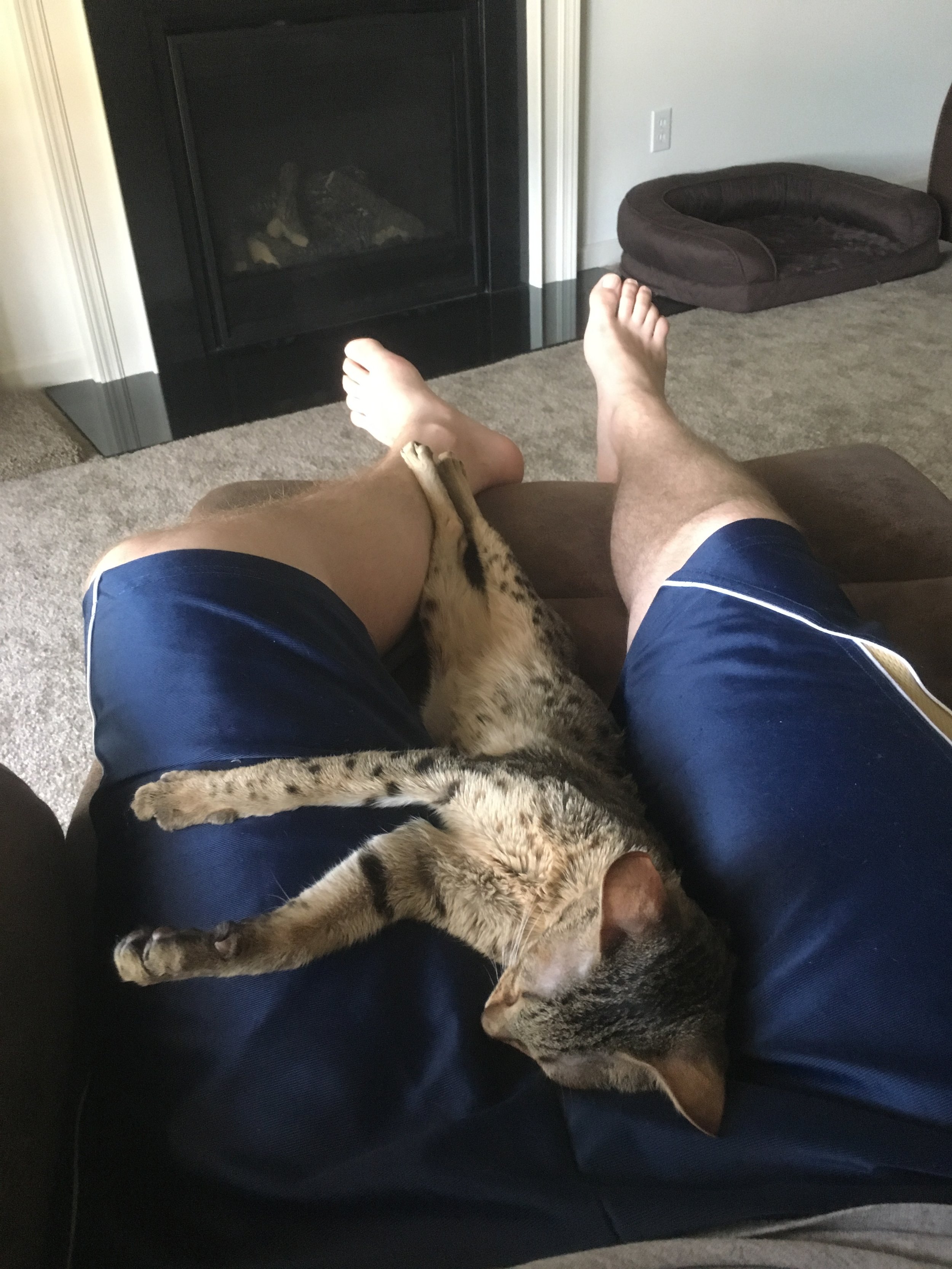 A1 Savannahs Chip (Theo) SBT Male Savannah Kitten