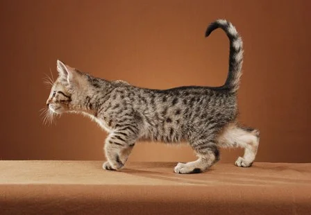 Almond (2).JPG