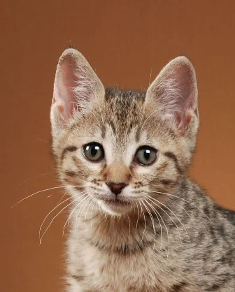 Almond (3) - Copy.JPG