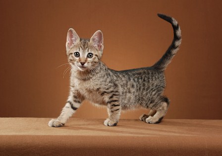 Almond (3).JPG