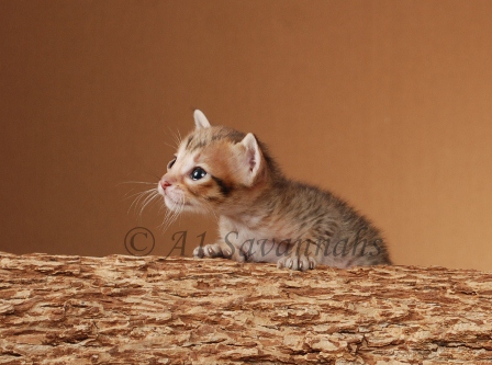 Amaretto (2).JPG
