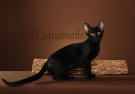 Amber 4 07 31 2013.JPG
