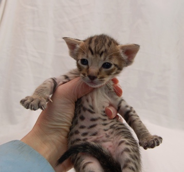 Aurelia (33) - Copy.JPG