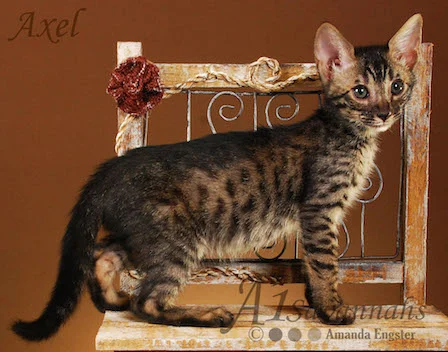 Axel 09 01 2014.jpg