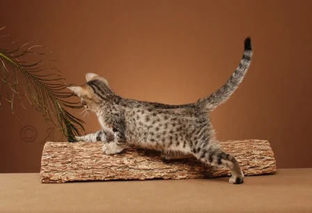 savannah kitten at play