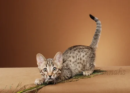 savannah cat playing