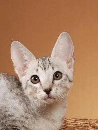 Bijou (2).JPG