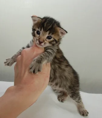 Brittis Virgin - Copy.JPG