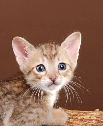 Buttercup Update 055.JPG