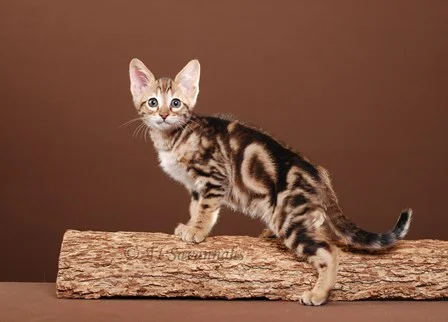 Calypso 04 23 2013 (1).JPG