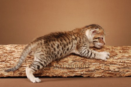 Caprice WM (2).JPG