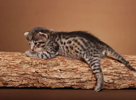 Chablis 07 04 2013.JPG