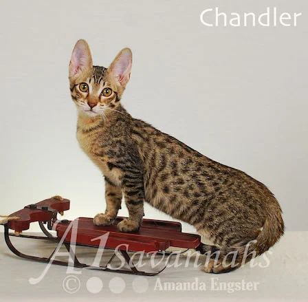 Chandler 12 11 2014.jpg