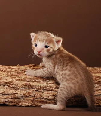 Charme 04 26 2013.JPG