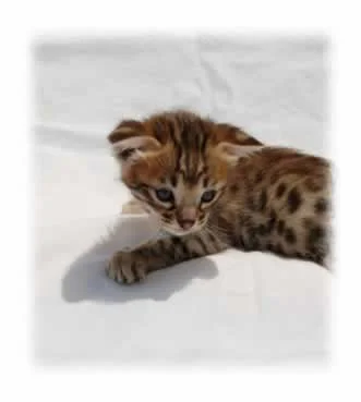 Cheetha (4).jpg