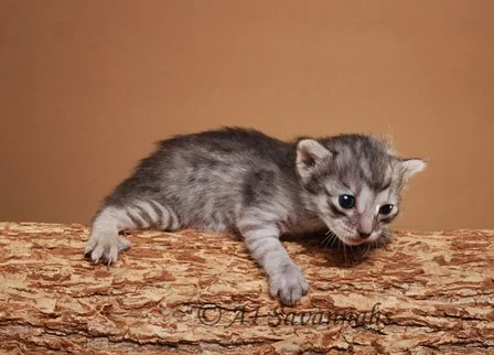 Chianti 07 04 2013 (1).JPG