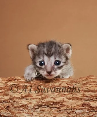 Chianti 07 04 2013 (2).JPG