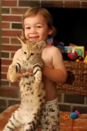 Copy of A1 Savannahs F1 Savannah cat Titan & Sawyer.jpg