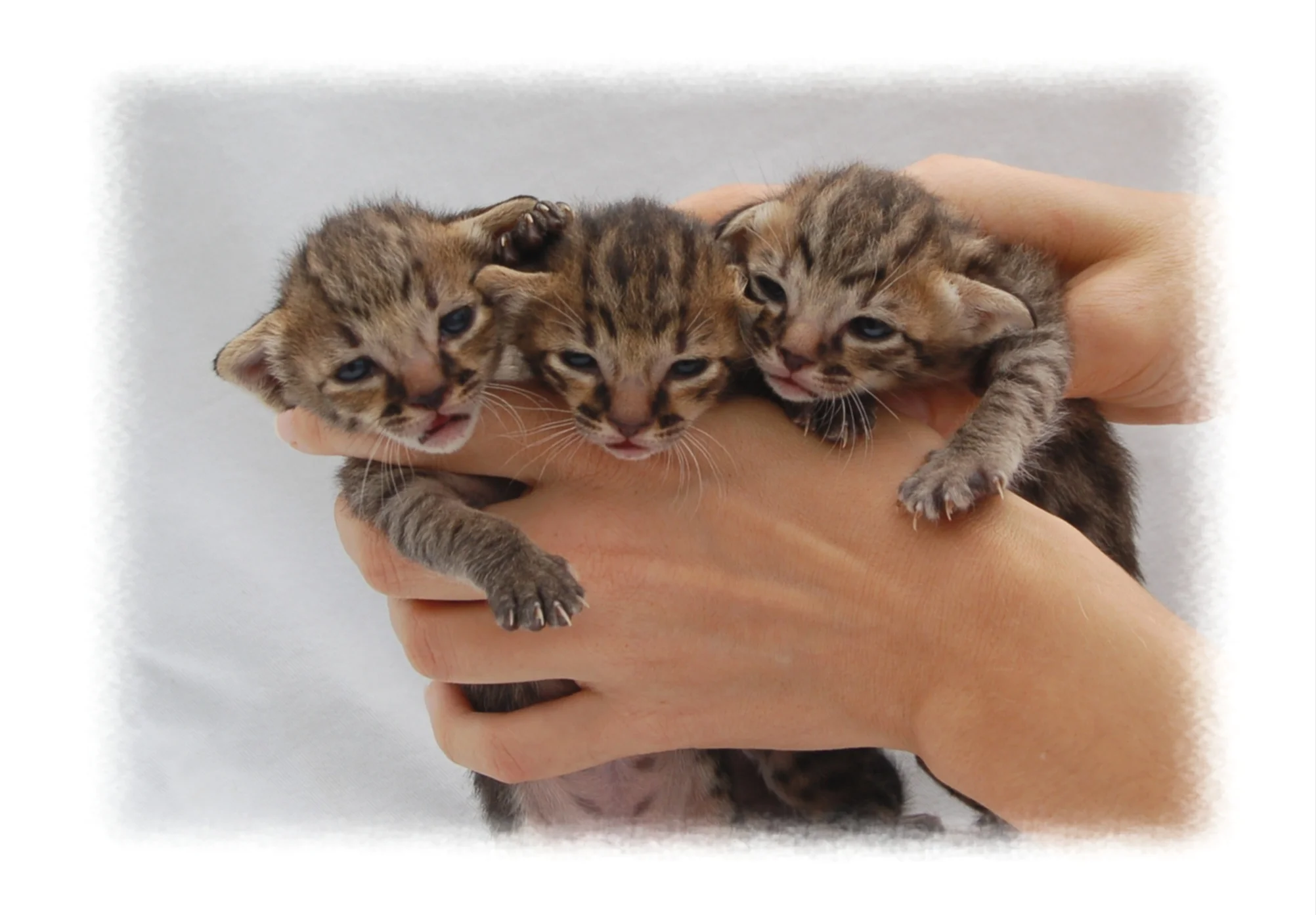 Copy of A1 Savannahs SBT Babies.jpg