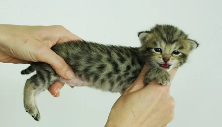 Copy of Adora (3).JPG