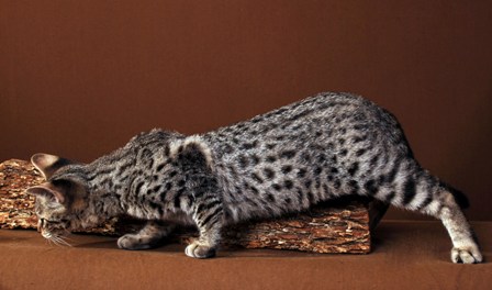 Copy of Ambrosia.JPG