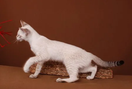 Copy of Angel (10).JPG