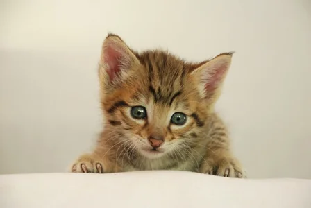 Copy of Aslan (4).JPG