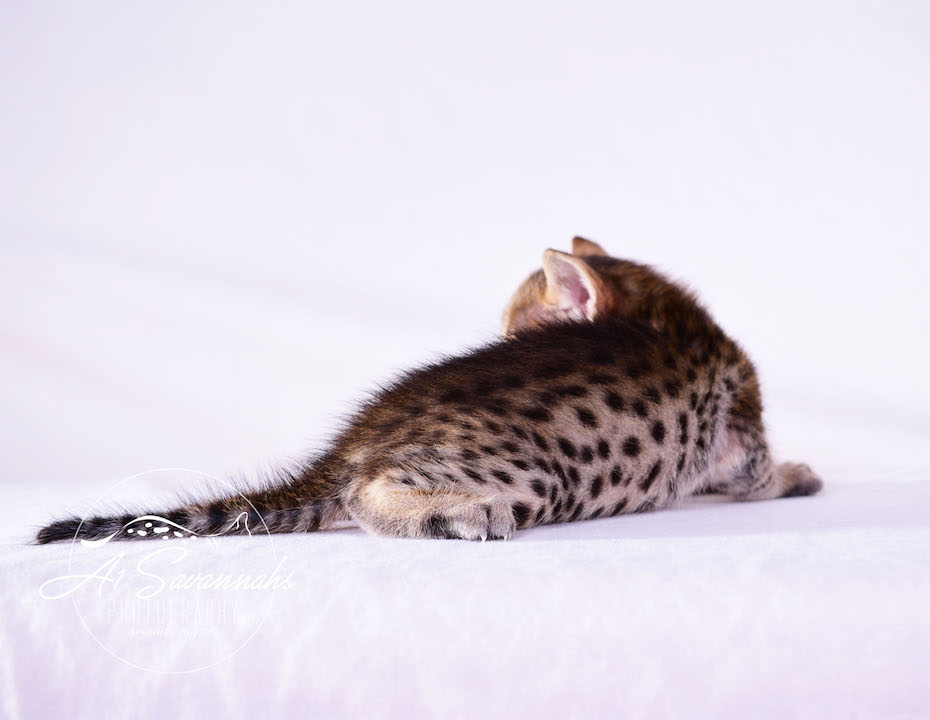Copy of Carley- A1 Savannahs Female SBT Savannah Kitten - Savannah Cats and Kittens Available