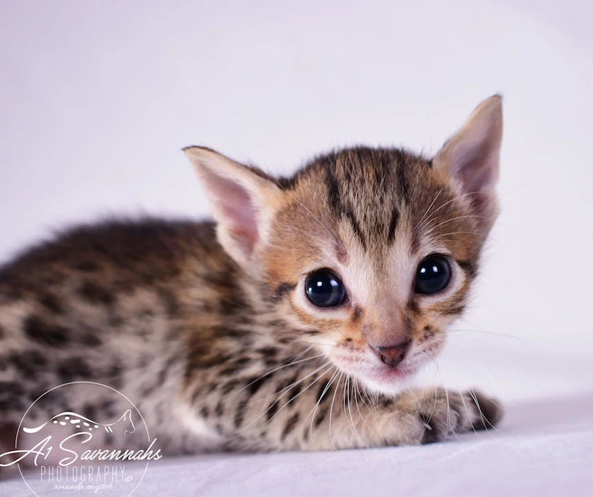 Copy of Carley- A1 Savannahs Female SBT Savannah Kitten - Savannah Cats and Kittens Available