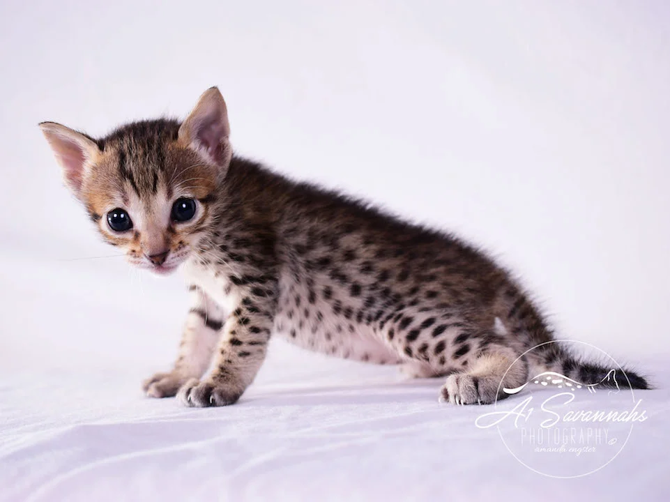 Copy of Carley- A1 Savannahs Female SBT Savannah Kitten - Savannah Cats and Kittens Available