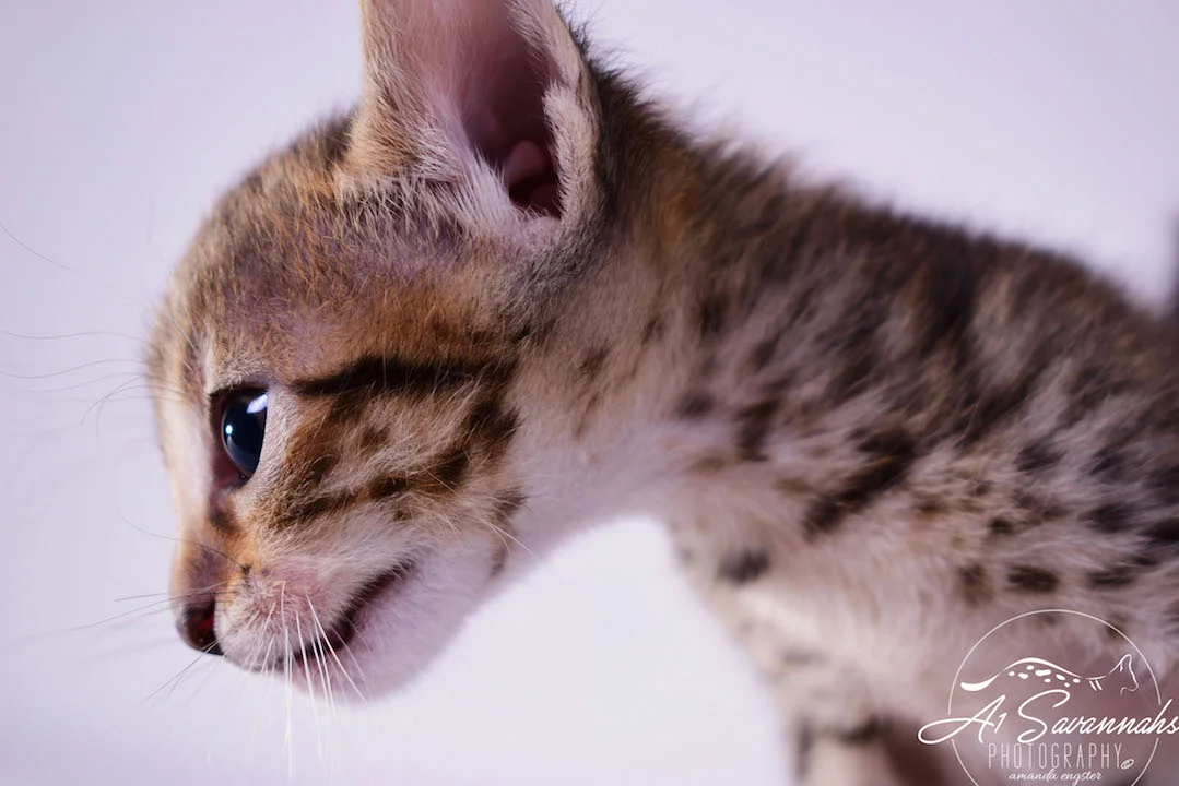 Copy of Carley- A1 Savannahs Female SBT Savannah Kitten - Savannah Cats and Kittens Available