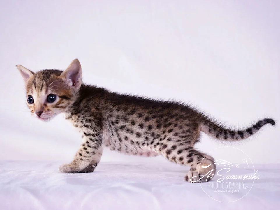 Copy of Carley- A1 Savannahs Female SBT Savannah Kitten - Savannah Cats and Kittens Available