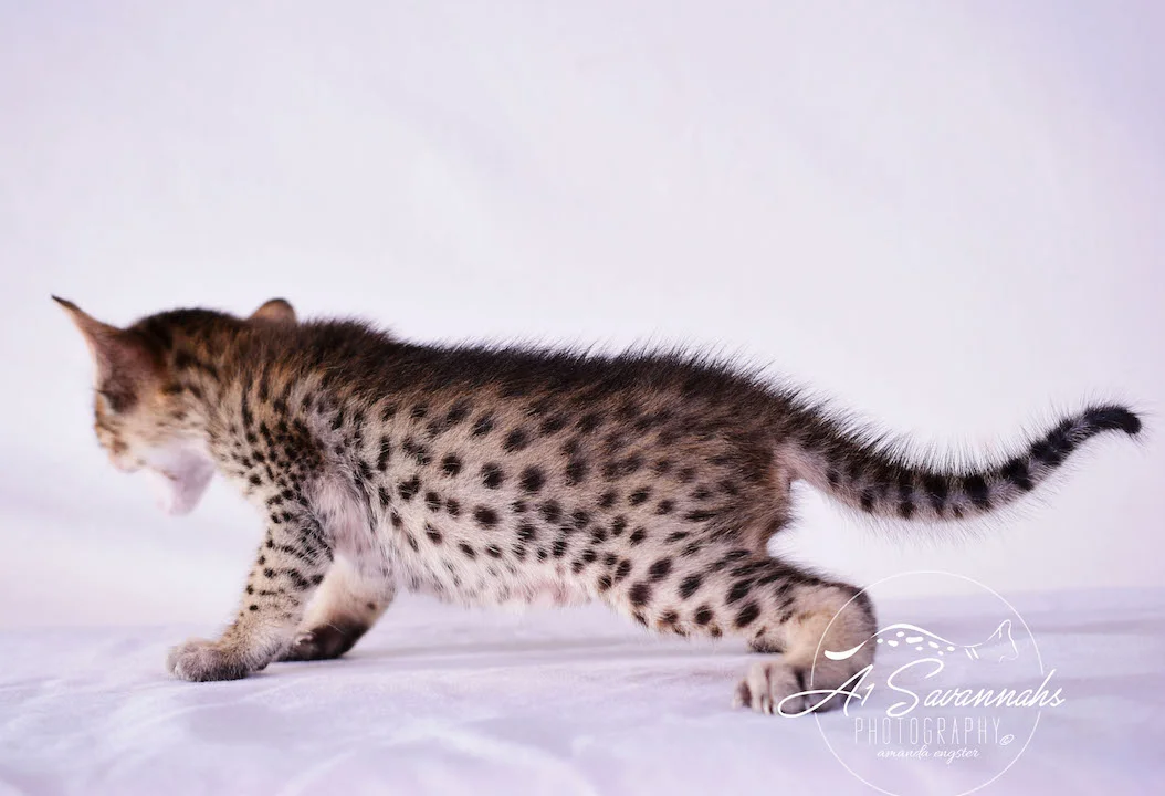 Copy of Carley- A1 Savannahs Female SBT Savannah Kitten - Savannah Cats and Kittens Available