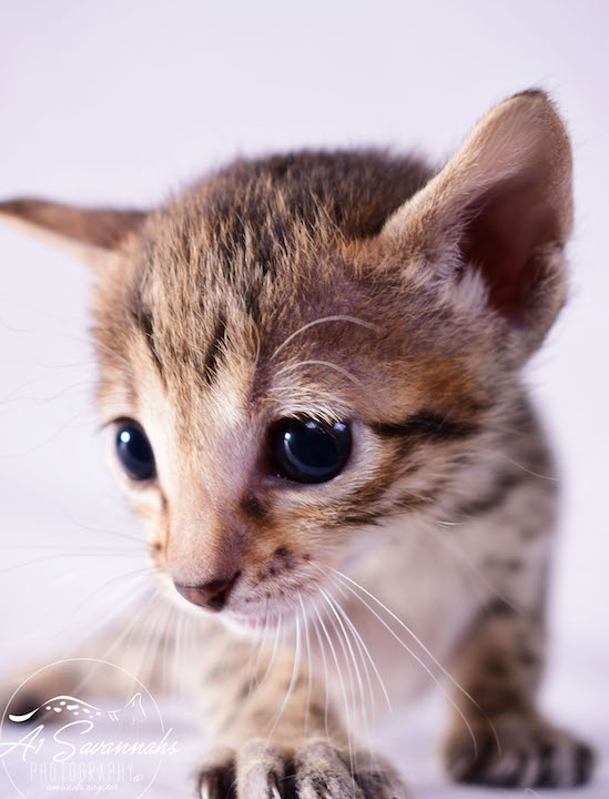 Copy of Carley- A1 Savannahs Female SBT Savannah Kitten - Savannah Cats and Kittens Available