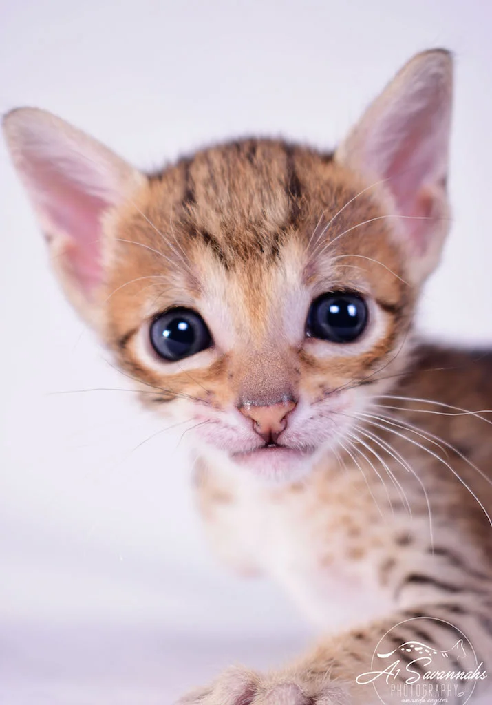 A1 Savannahs Cara - SBT Savannah Female - Savanna cat and kittens available