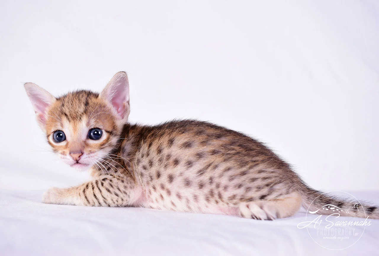 A1 Savannahs Cara - SBT Savannah Female - Savanna cat and kittens available
