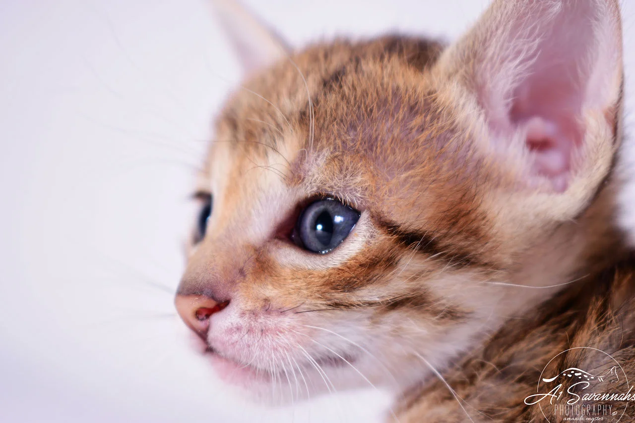 A1 Savannahs Cara - SBT Savannah Female - Savanna cat and kittens available