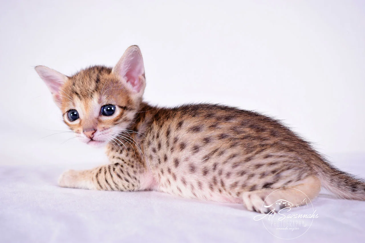 A1 Savannahs Cara - SBT Savannah Female - Savanna cat and kittens available