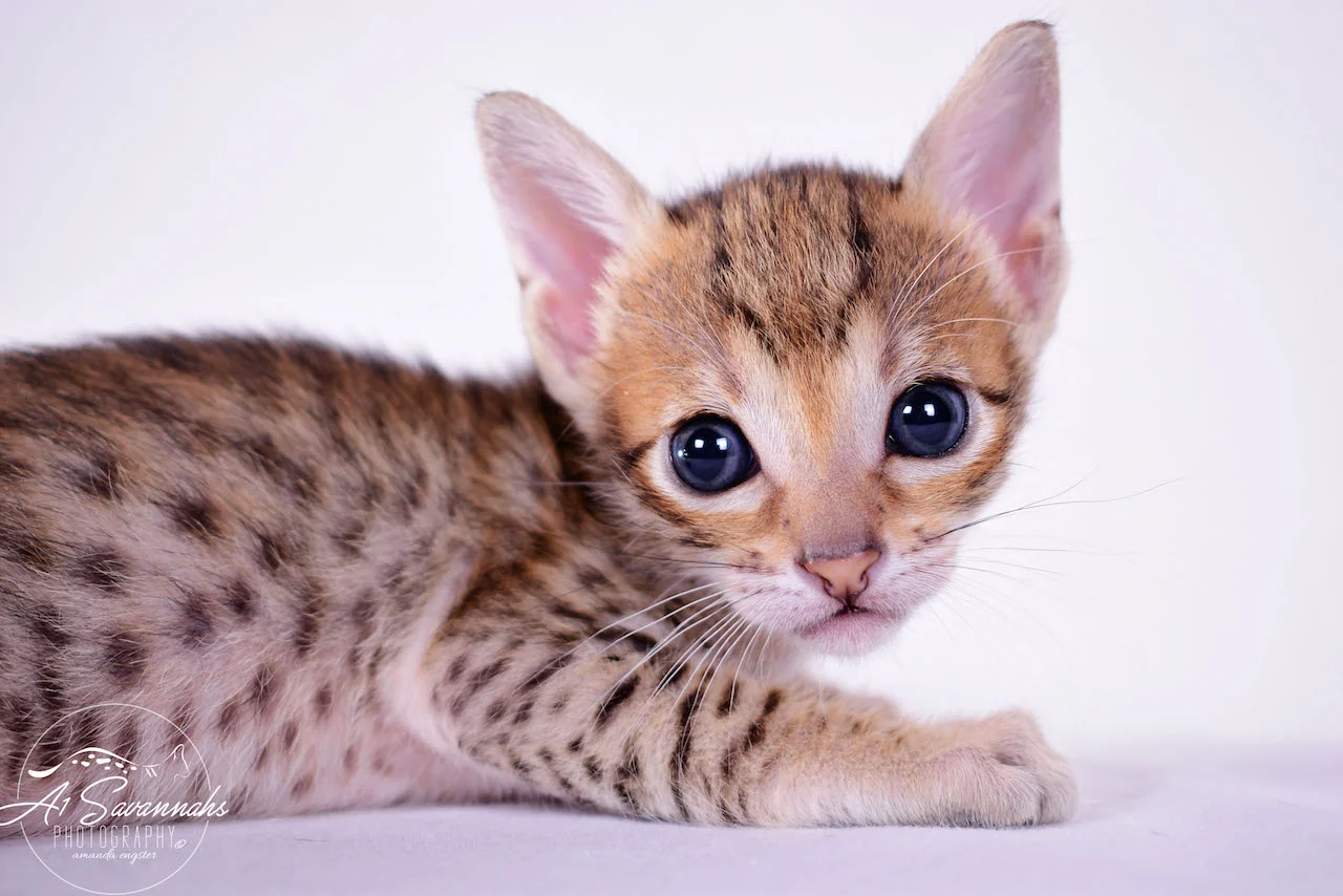 A1 Savannahs Cara - SBT Savannah Female - Savanna cat and kittens available