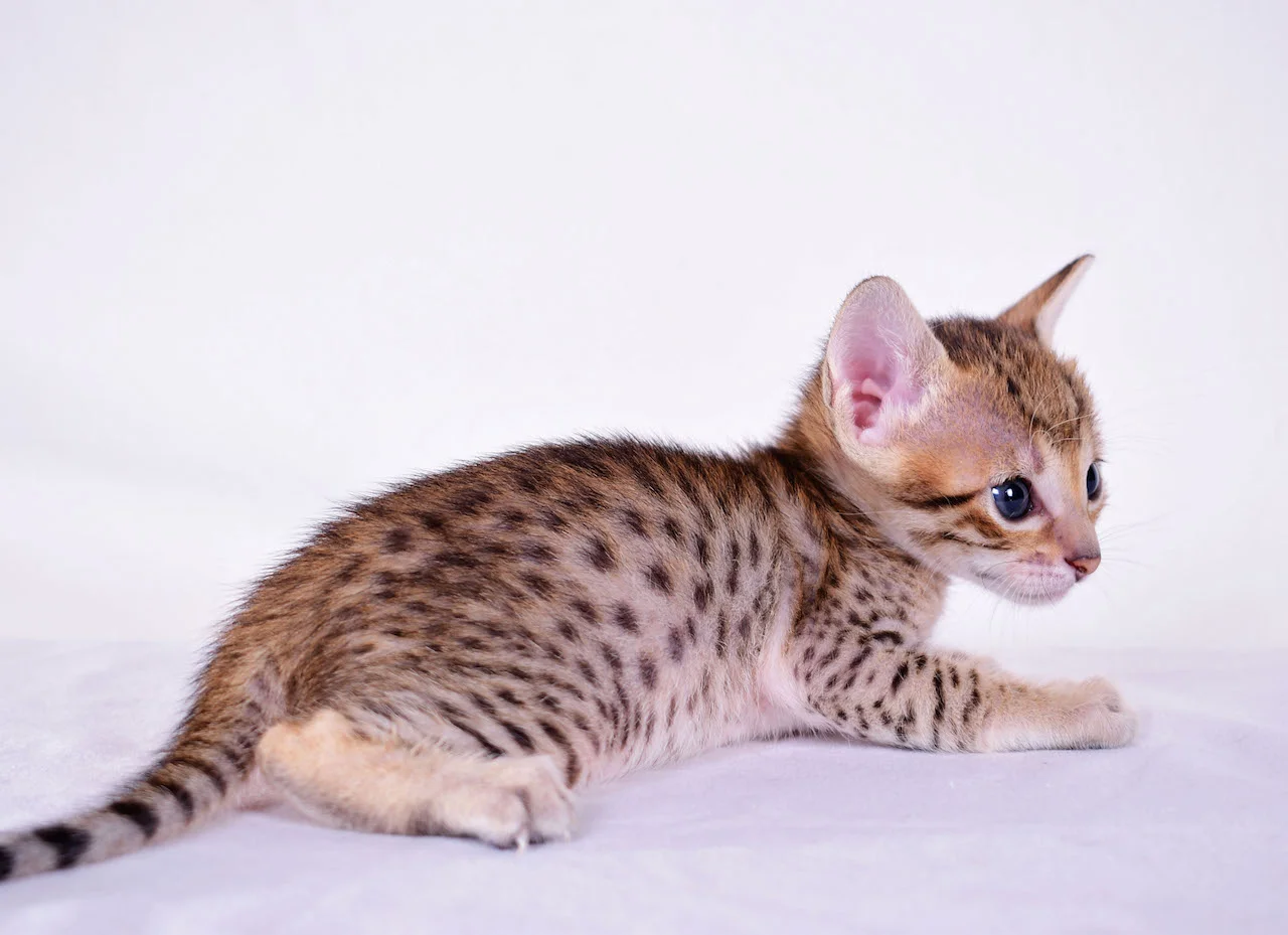A1 Savannahs Cara - SBT Savannah Female - Savanna cat and kittens available
